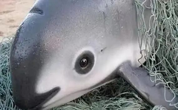 The Vaquita: Mexico’s Critically Endangered "Sea Panda"