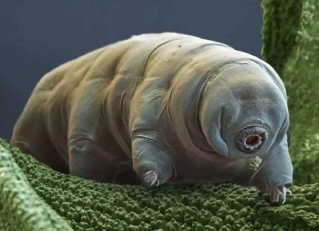 Tardigrades: The Indomitable Microscopic Marvels of Life