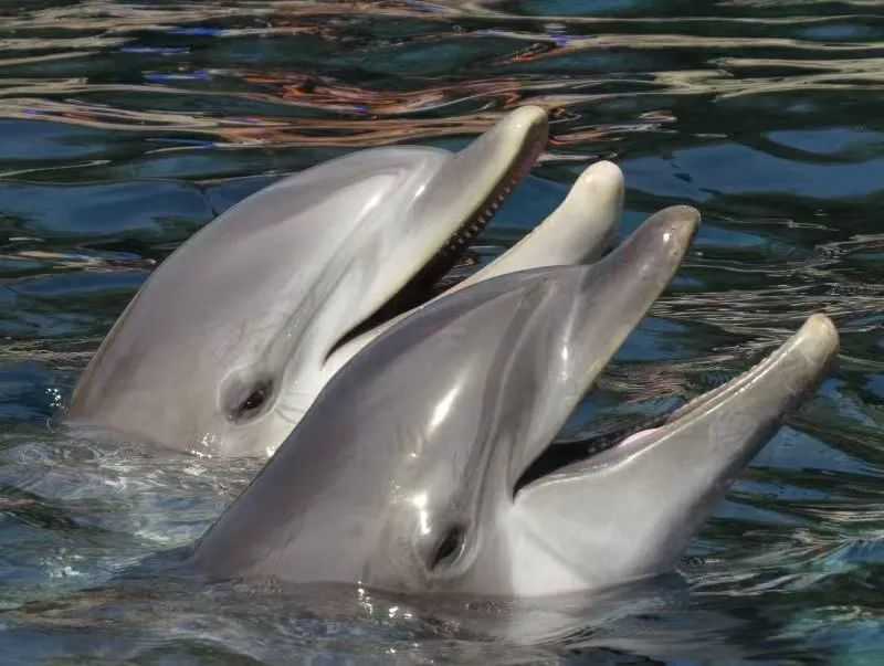 The Friendly Faces of the Sea: Bottlenose Dolphins