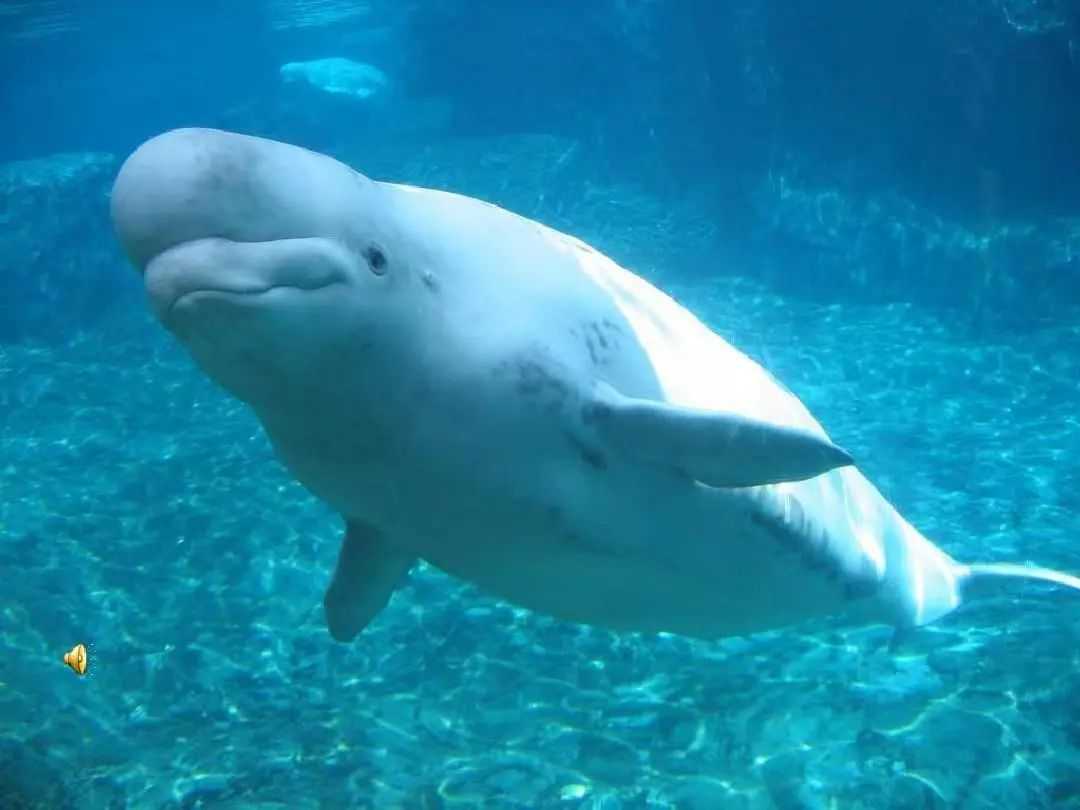 The "Smiling Angels" of the Arctic: Graceful White Belugas