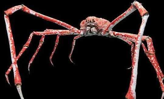 The Enormous Japanese Spider Crab: A Living Marvel of the Deep-Sea Realm