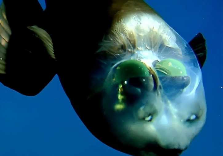 The Mysterious Barreleye Fish: Deep - Sea Marvel with a Transparent Head