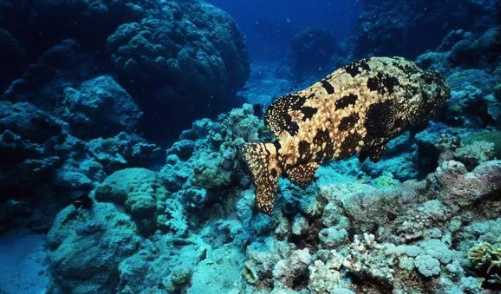 Pearl Grouper: The Hybrid Marvel Redefining Aquaculture and Marine Ecology