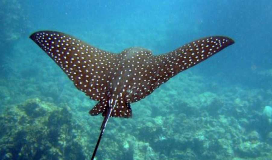 Stingrays: The Formidable Flatfish with a Lethal Defense