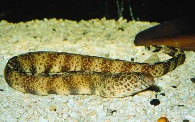 Gymnothorax pseudothyrsoideus: The Elusive Yellow-Lined Moray Eel of Tropical Reefs