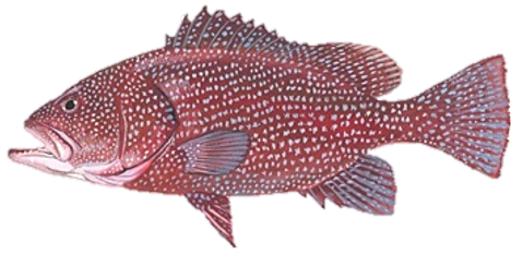 Epinephelus lanceolatus: The Majestic Giant of the Coral Reefs
