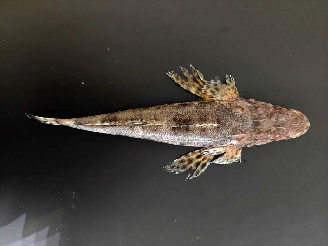 Platycephalus indicus: The Formidable Flathead of Coastal Waters