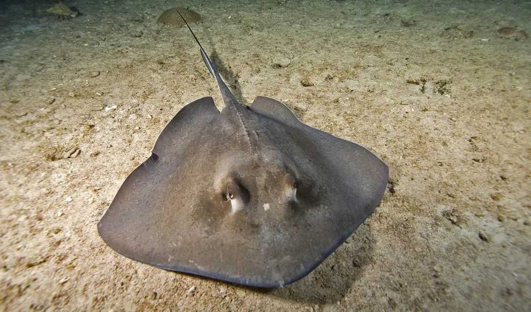 Dasyatis akajei: The Coastal Giant of the Stingray Family