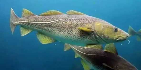 Cod: A Staple of the Seas with a Storied Past