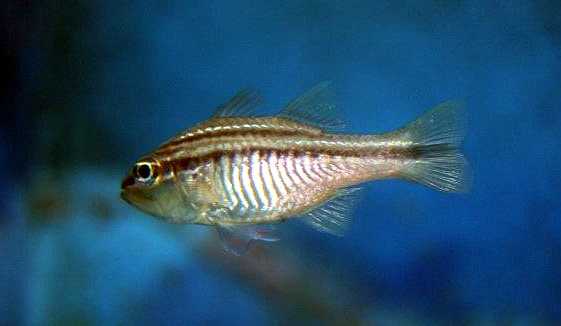 Apogon quadrilineatus: The Four-Lined Cardinalfish of Coral Reefs