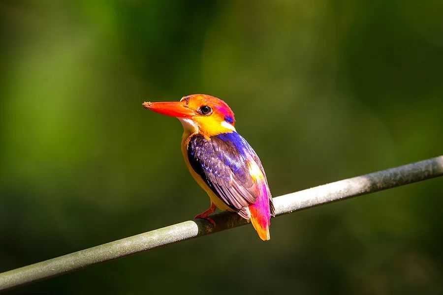 Ceyx pictus: The Diminutive African Pygmy Kingfisher of Sub-Saharan Wetlands