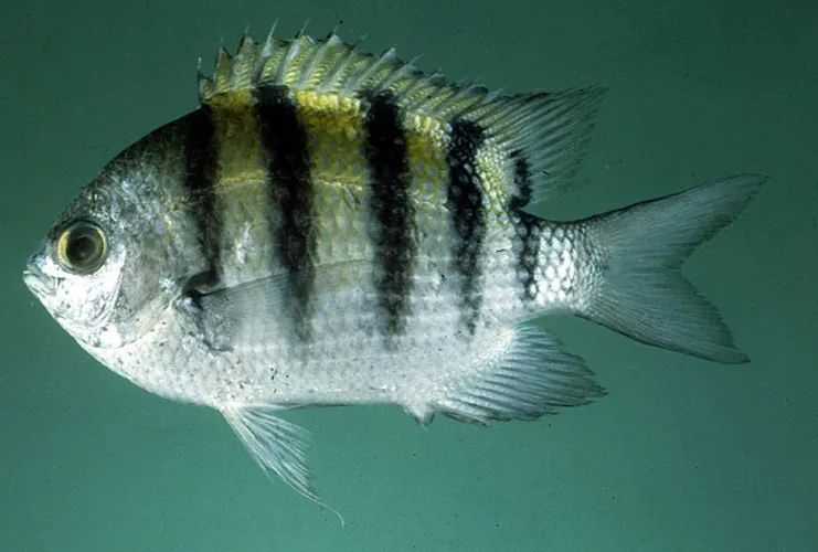 Stegastes fasciolatus: The Five-Lined Damselfish of Coral Reefs