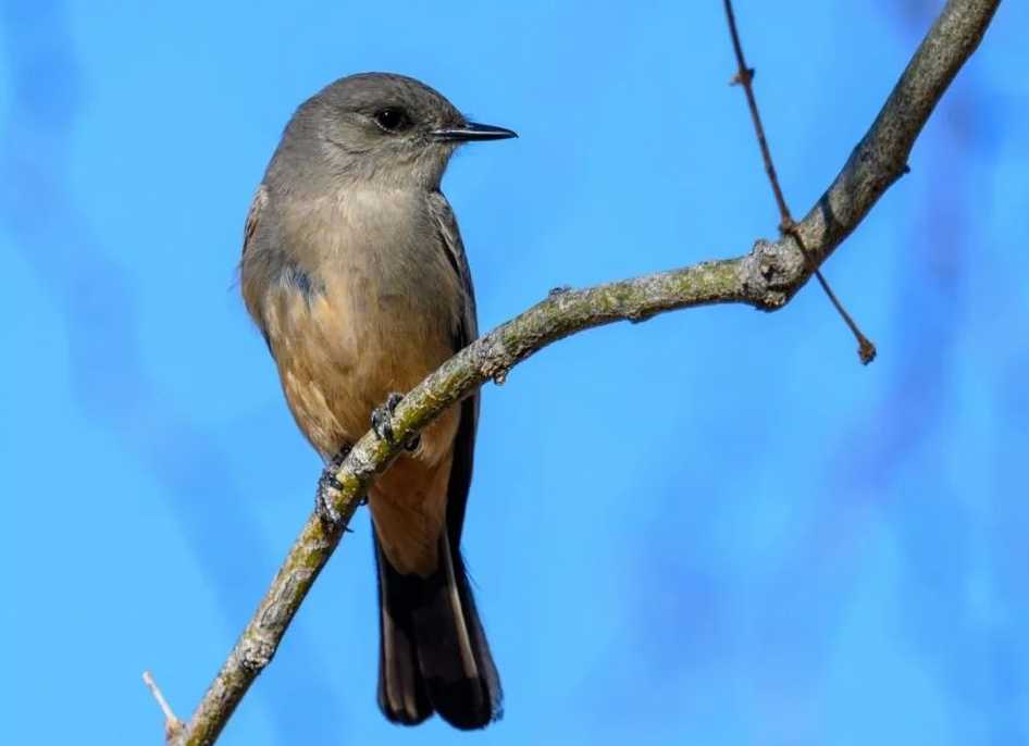The Enchanting Rufous - Bellied Bush Tyrant