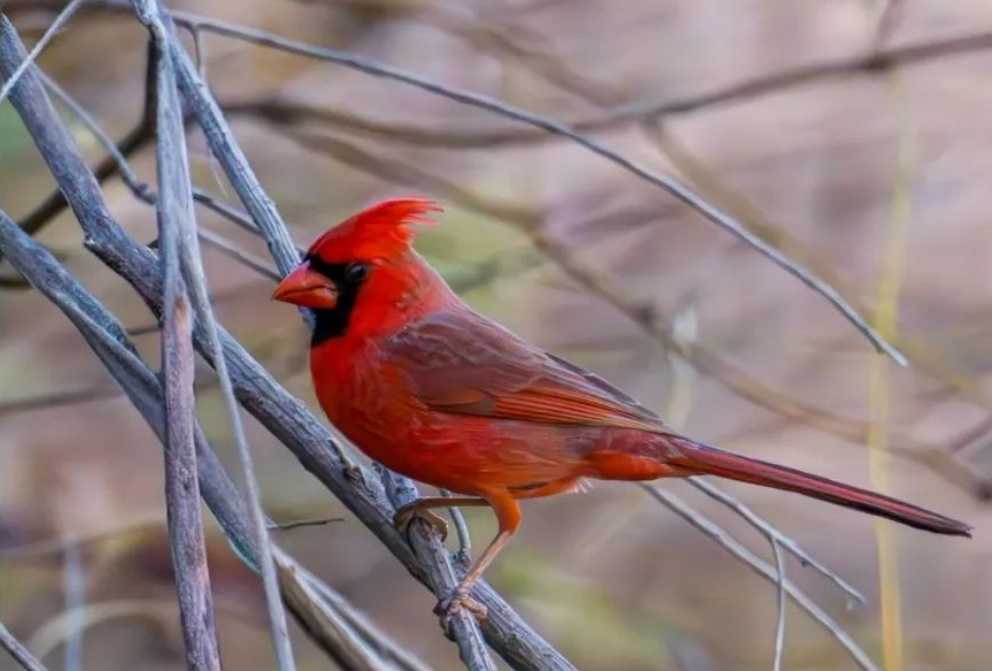 The Radiant Northern Cardinal: A Living Emblem of North American Skies