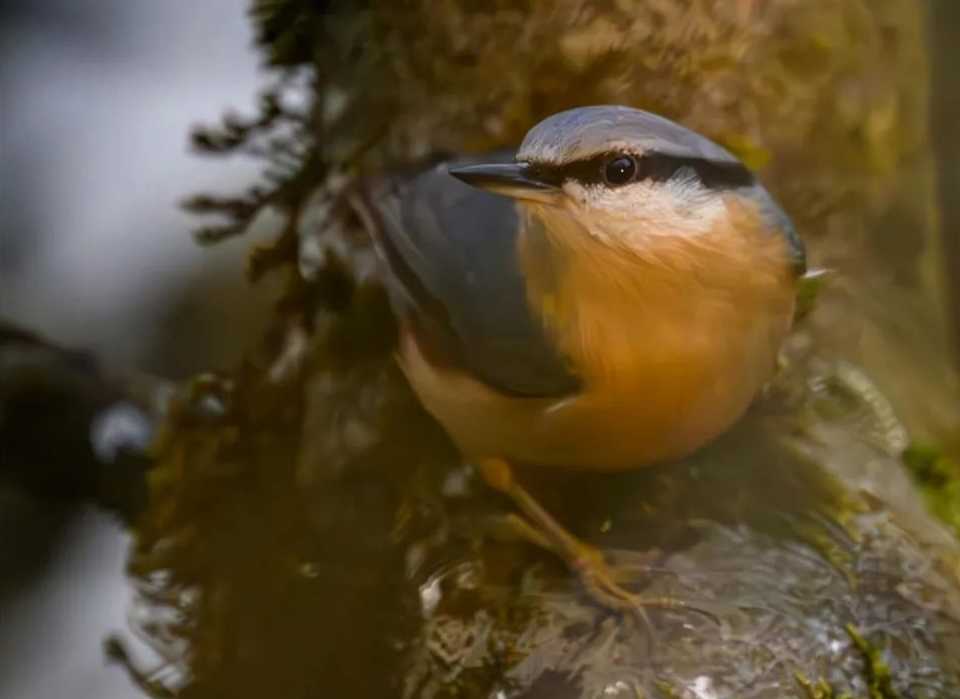 The Agile and Adaptable Eurasian Nuthatch