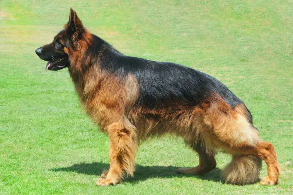 German Shepherd: The Pinnacle of Canine Intelligence and Versatility