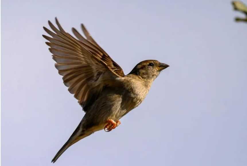 The Widespread House Sparrow: A Familiar Avian Companion