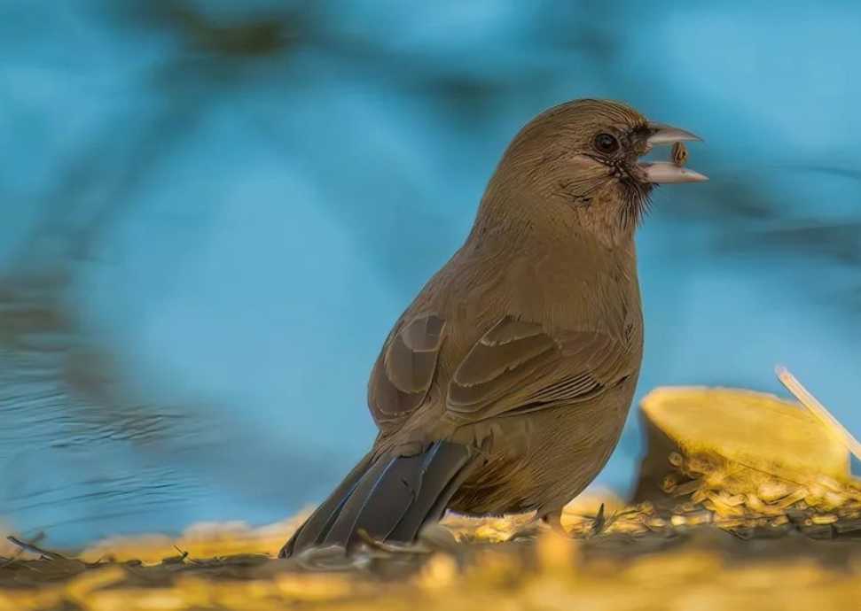 The Striking Red - Bellied Towhee: A Songbird of North American Woodlands