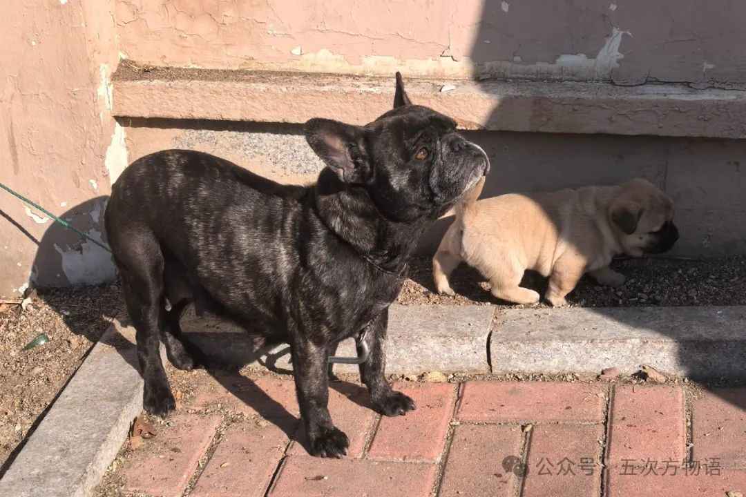 French Bulldog Popularity Surges Amid Health Crisis and Ethical Debates