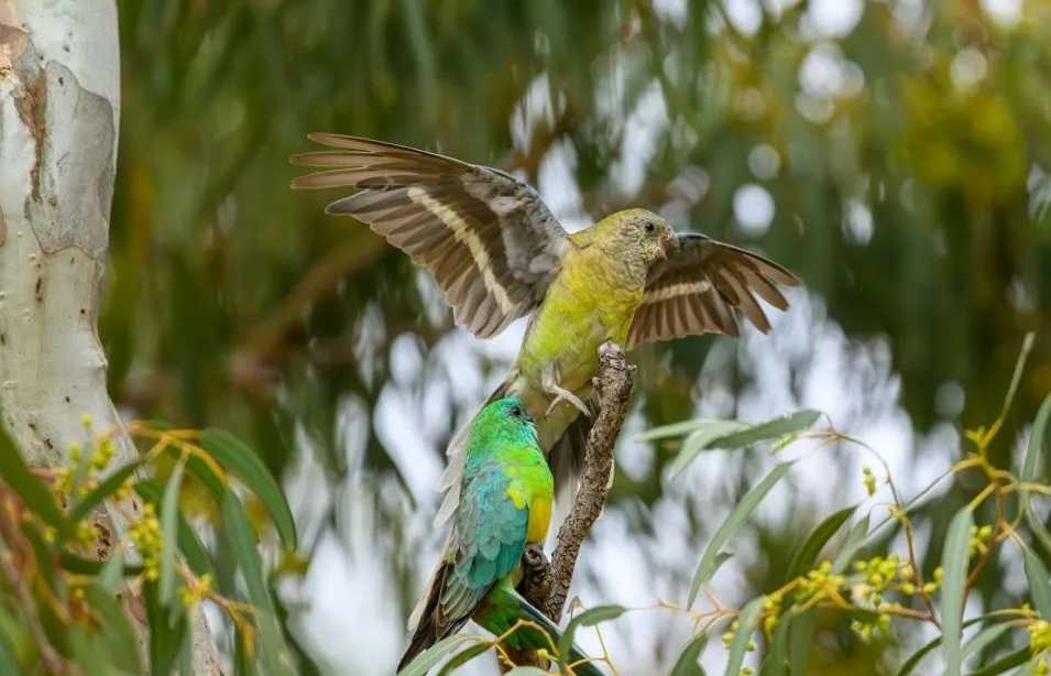 The Vivid Red-rumped Parrot: A Gem of Australian Skies