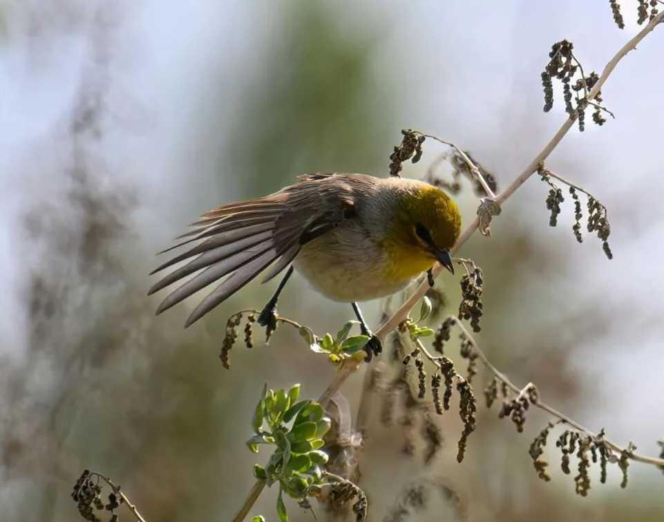 Yellow - Headed Siskin: A Vivid Jewel of the Avian World