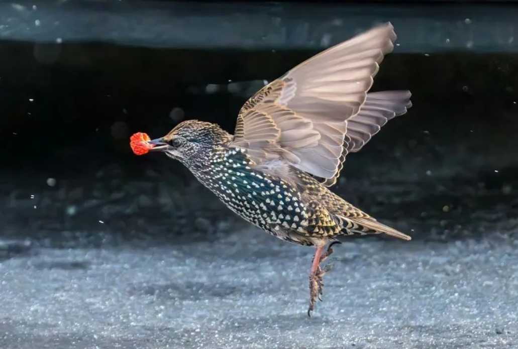 The Shimmering Starling: A Colorful Avian Intruder