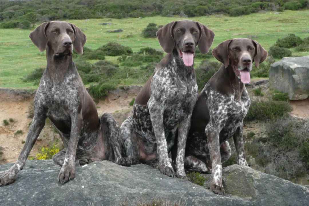 Lovable Dachshunds: A Deep Dive into the History, Traits, and Health of the Sausage Dog