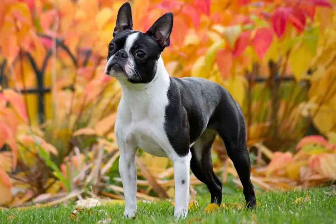 The Boston Terrier: America’s Beloved ‘American Gentleman’ – A Complete Breed Profile