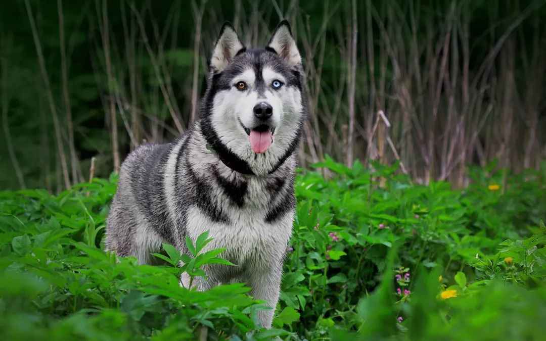 Arctic Legacy: Siberian Huskies’ 9,500-Year Bond with Humans Endures