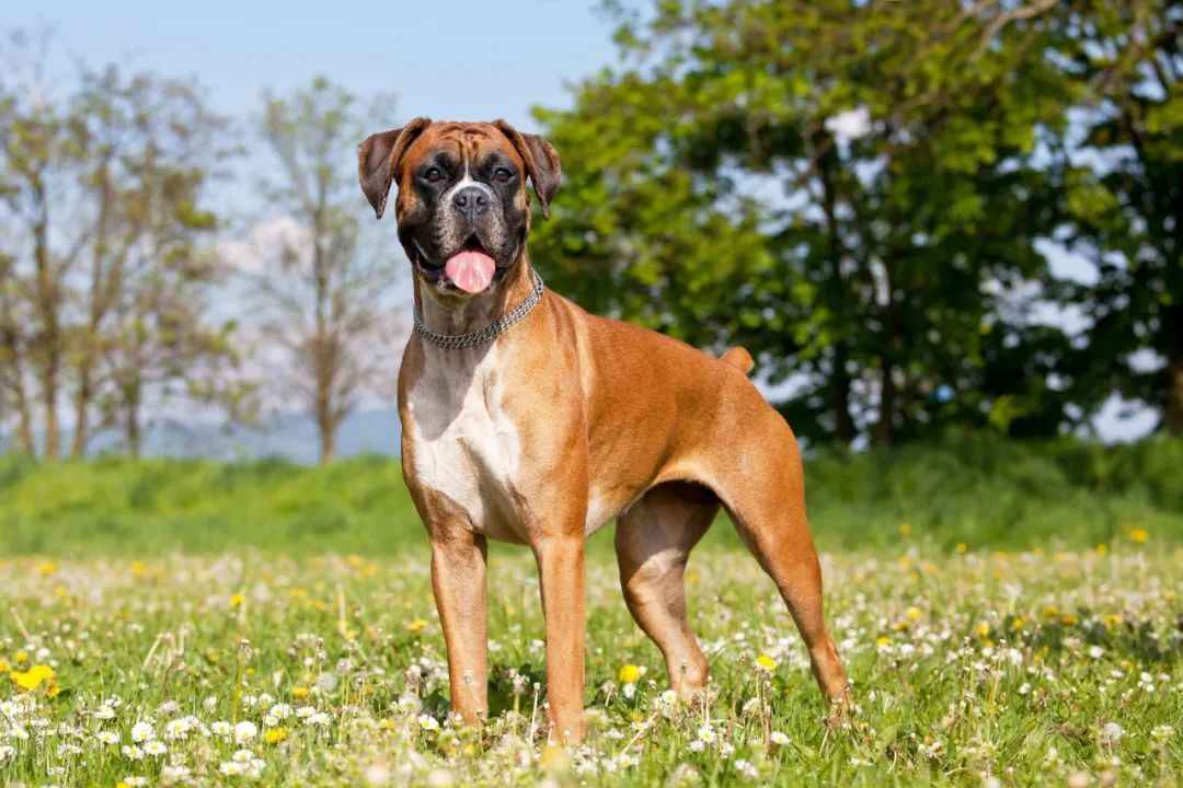 German Boxer: The Loyal and Energetic Companion – A Comprehensive Breed Profile