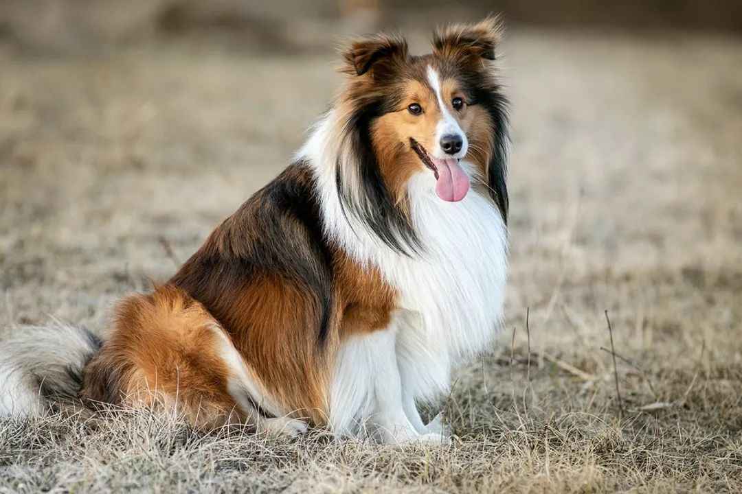 Adorable Shetland Sheepdog: A Complete Guide to This Loyal Breed