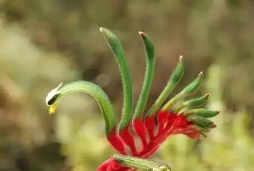 Striking Kangaroo Paws: Australia’s Iconic Floral Marvel