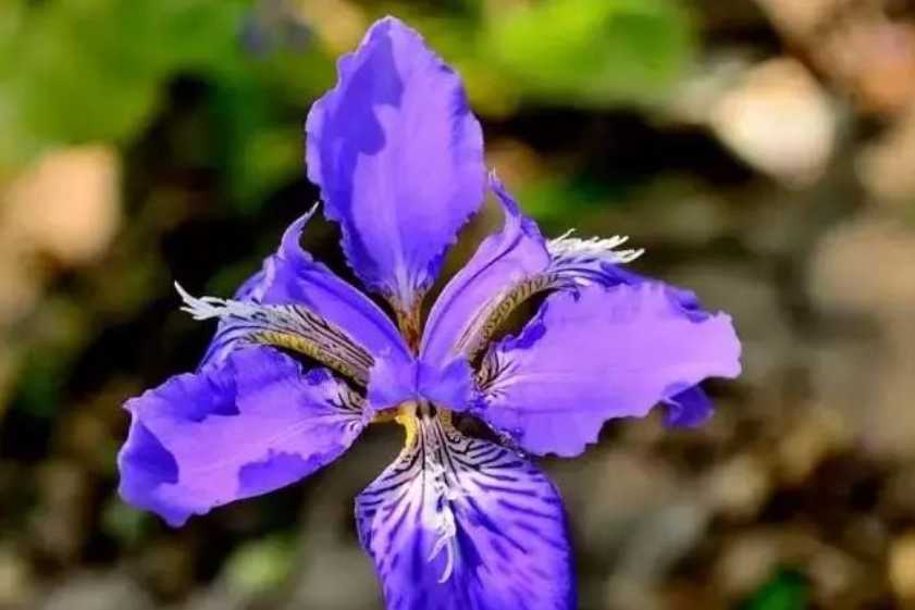 The Enchanting Blue Iris: A Floral Emblem of Elegance and Symbolism