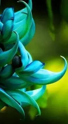 The Alluring Jade Vine: A Rare and Mesmerizing Botanical Treasure
