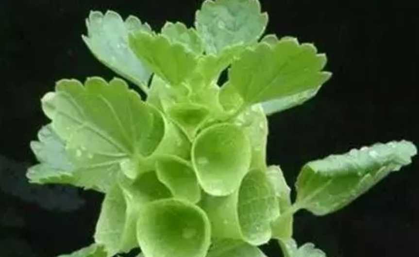 The Enchanting Shell Flower: A Botanical Curiosity with Timeless Charm