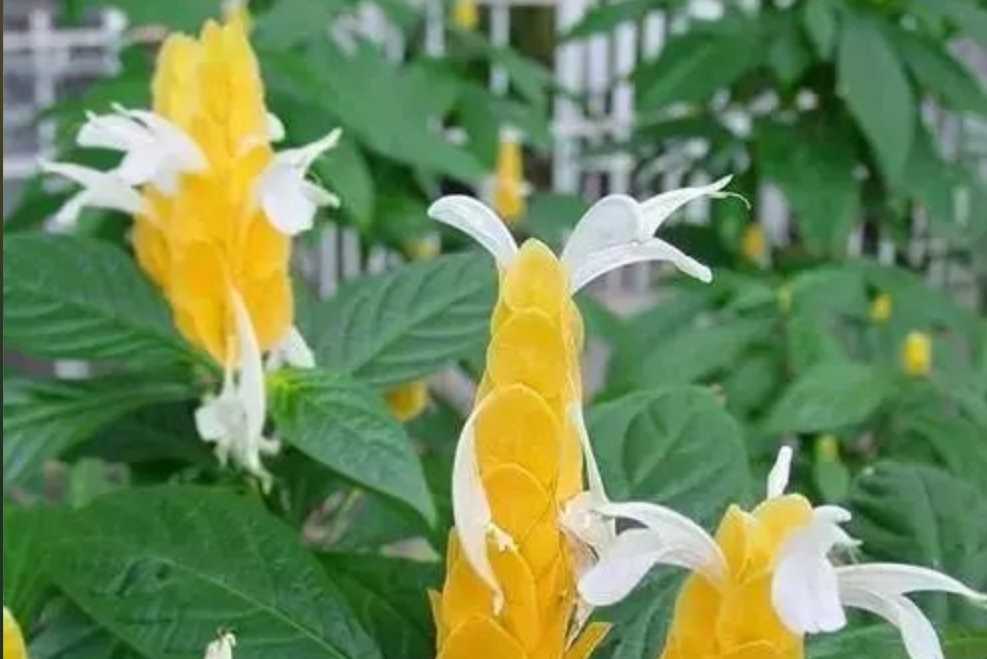 Golden Shrimp Plant: A Tropical Beauty Lighting up Gardens Worldwide