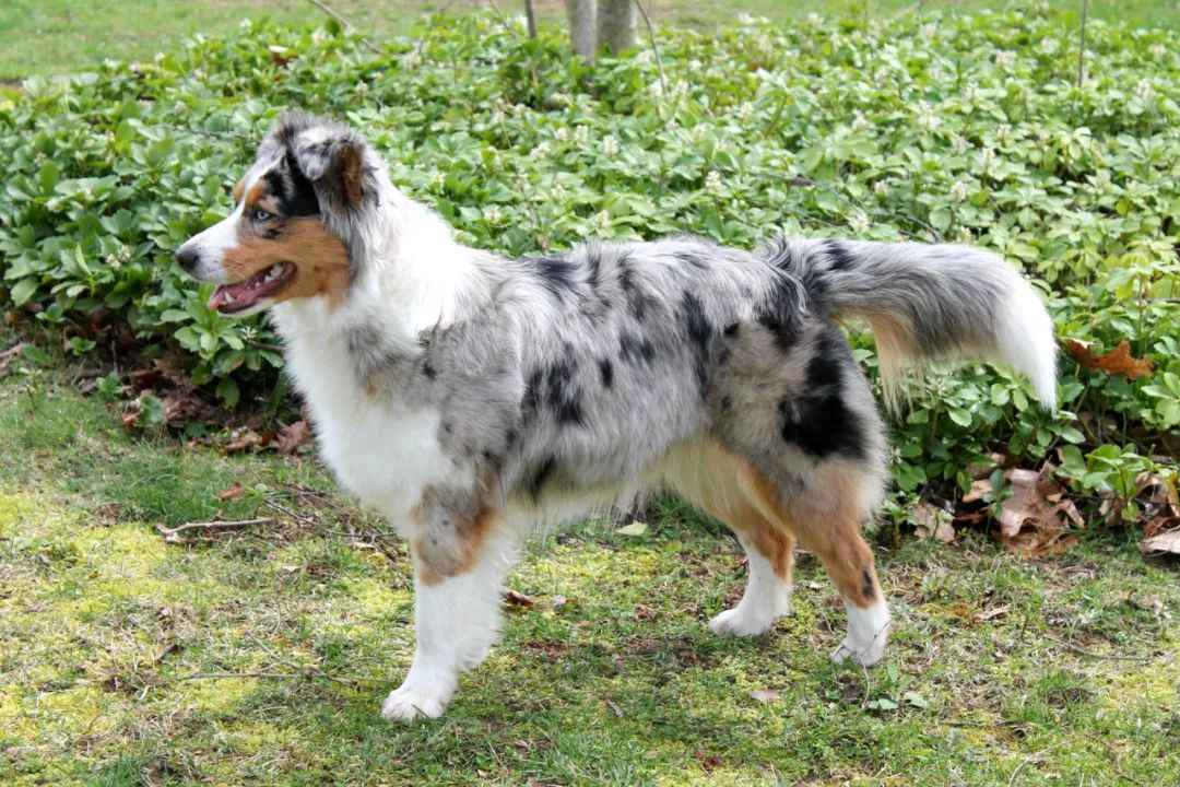 Miniature American Shepherd: The Intelligent and Loyal All-Round Companion