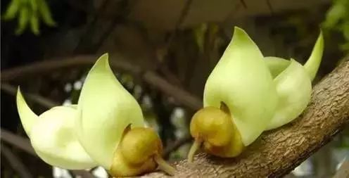 Exquisite and Enigmatic: The Allure of the Mucuna Birdwoodiana