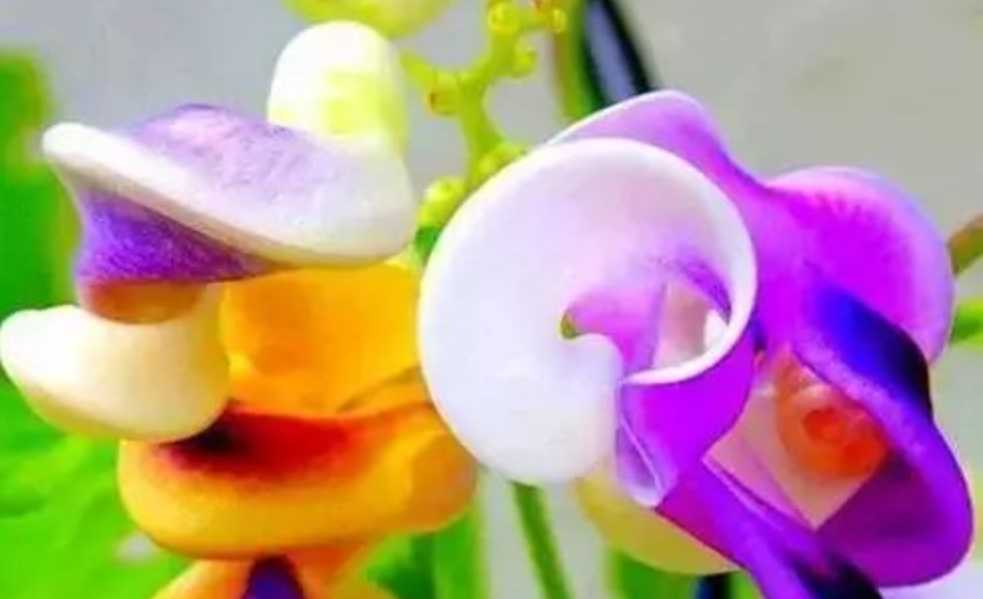 Enchanting Snail Vine: Nature’s Spiraled Botanical Masterpiece