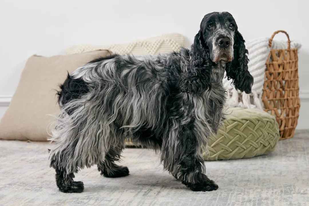 English Cocker Spaniel: The Elegant and Versatile Companion Dog