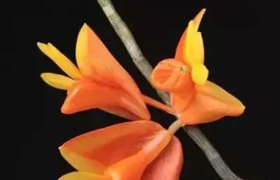 The Enigmatic Bulbophyllum: A Jewel of the Orchid World