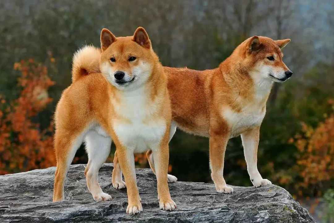 Shiba Inu: From Japan's Hunting Fields to a Global Cultural Phenomenon