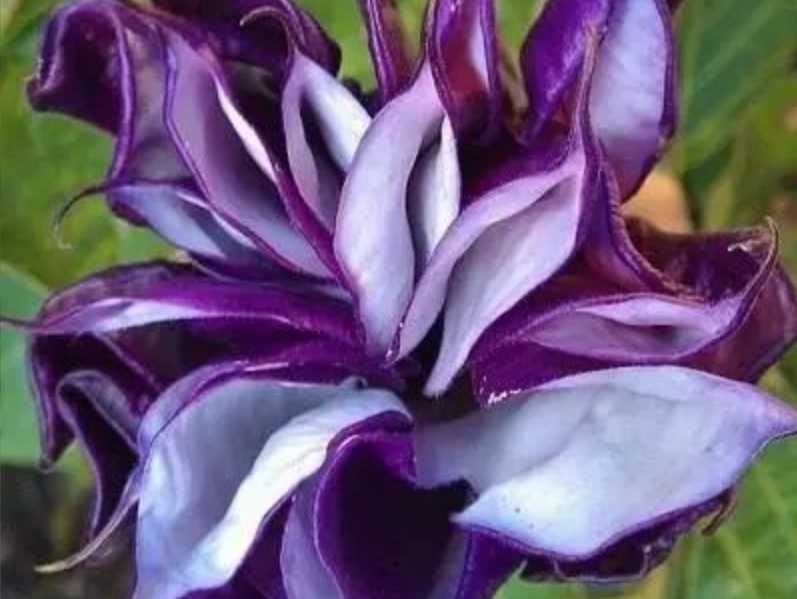 The Enigmatic Datura: A Floral Paradox of Beauty and Danger