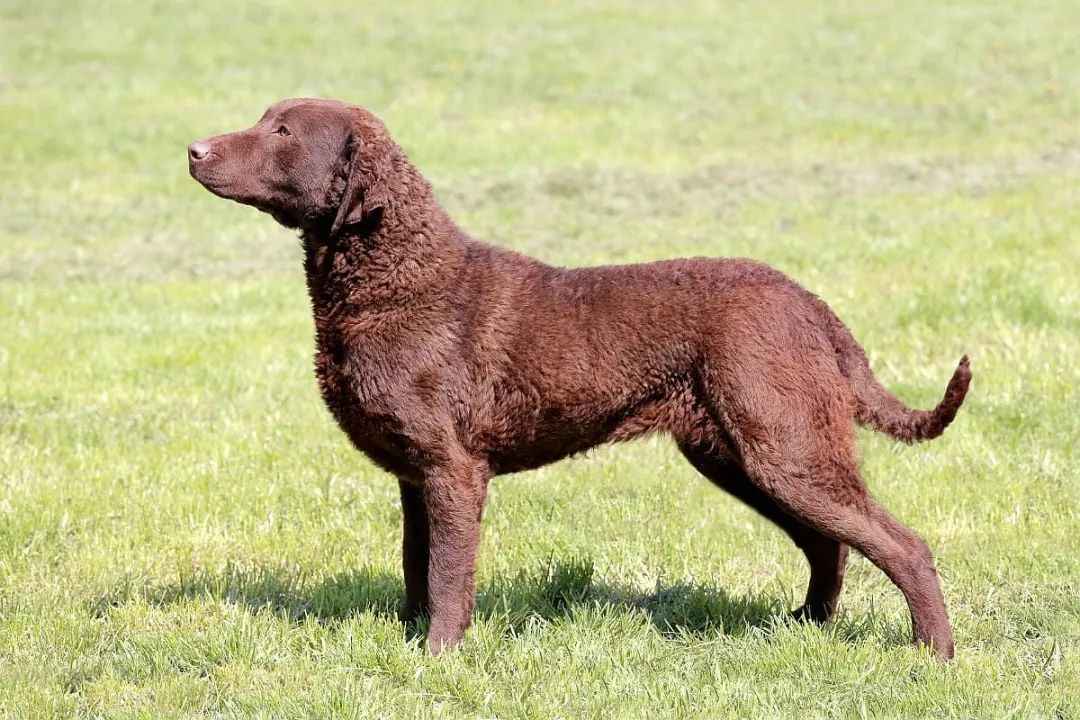 Chesapeake Bay Retriever: America’s Resilient Waterfowl Hunter and Loyal Companion