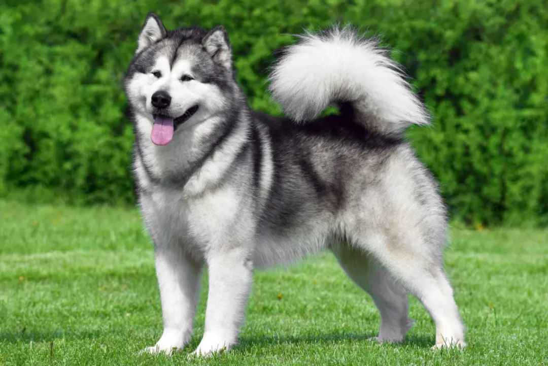 Alaskan Malamute: Balancing Arctic Heritage and Modern Challenges