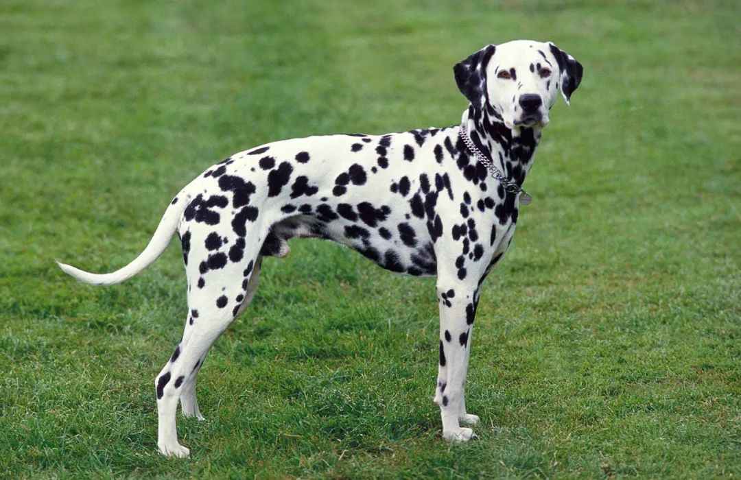 The Spotted Guardians: Unveiling the History and Modern Allure of Dalmatians