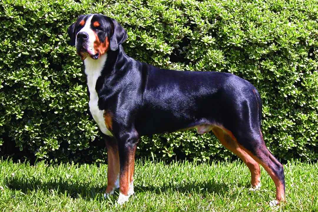 The Majestic Guardian of the Alps