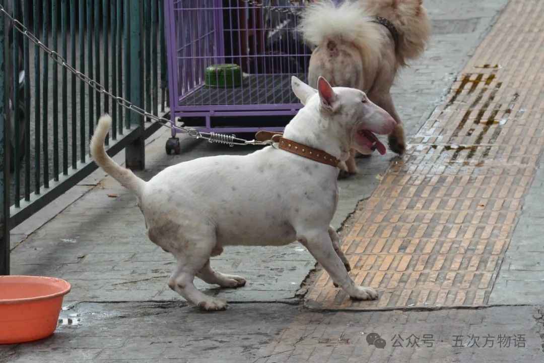 Loyal Guardians: The Unique Appeal and Care Guide for Bull Terriers