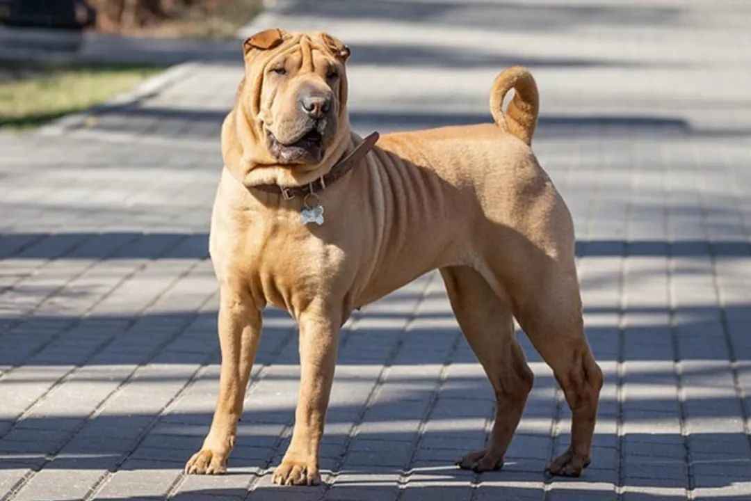 Headline: Ancient Chinese Breed: The Resilient Shar-Pei and Its Modern-Day Legacy