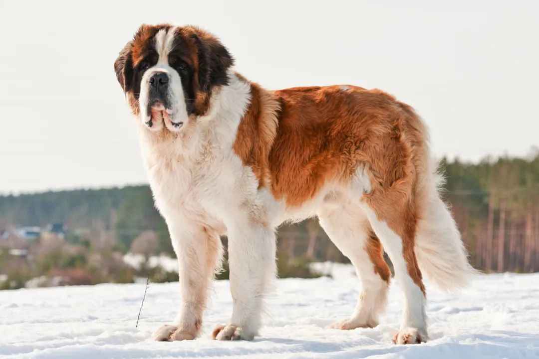 Swiss Alps’ Gentle Giants: The Majestic St. Bernard Rescue Dogs